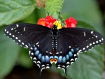 Swallowtail Butterfly Sitting on Flowers
