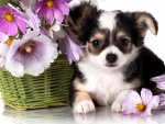 Cute Puppy