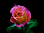 Lovely Rose
