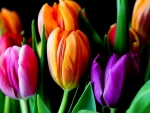 Beautiful Tulips