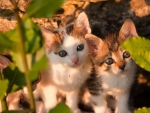 Cute Hiding Kittens