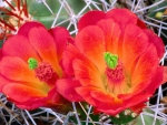 Cactus flower