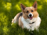 Fantastic Corgi