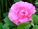 Pretty Pink Rose