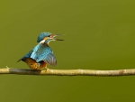 Kingfisher