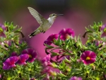 The Flight Of The Hummingbird