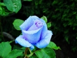 Drops on Blue Rose