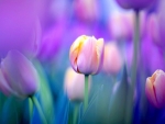 Pink And Purple Tulips