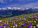 Spring in the Alps