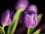 Purple Tulips