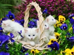 Kittens in spring garden
