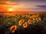 Sunflowers field at sunset