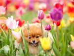 Puppy Laying in Tulips Field