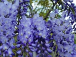 Blooming Spring Wisteria