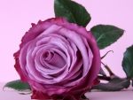 Dark Pink Rose