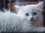 White Fluffy Kitten