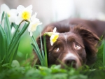 Dog Lies with Narcissus