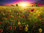Wildflowers field at sunset