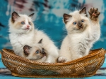 Cute ragdoll kittens