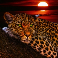 Leopard at Sunset