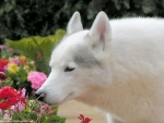 White Wolf Smelling a Flower