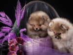 Two Spitz Sitting in a Basket