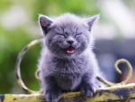 Smiling Ash-Colored Kitten