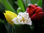 Red, White and Yellow Tulips