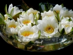 Bowl of Spring Flowers
