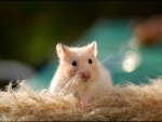 Hamster