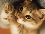 Cute Cat