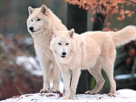 Two White Wolves