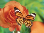 Rose and Butterfly