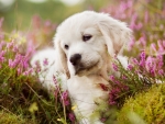 Golden Retriever Puppy