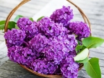 Lilac in the Basket