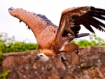 Vulture Flight