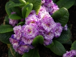 Blooming White Lilac Primrose