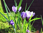 The First Spring Crocuses