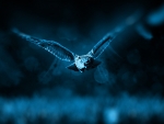 An Owl Flies In Darkness