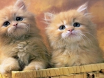 Small Kittens