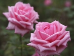Two Pink Roses