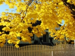 Yellow Autumn