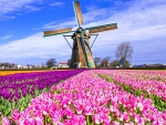 Multicolored Tulips Field