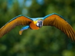 Parrot Flight