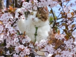 Cat on Flowering Tree