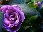 Lilac Rose