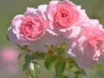 Three Pink Roses