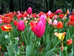 Colourful Tulips
