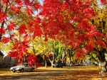 Red Maple Autumn
