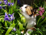 Cat With Flower